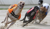 Greyhounds race at Walthamstow Greyhound Stadium