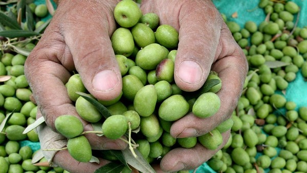 Peak olive oil? thumbnail