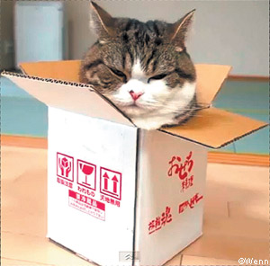 Maru the cat