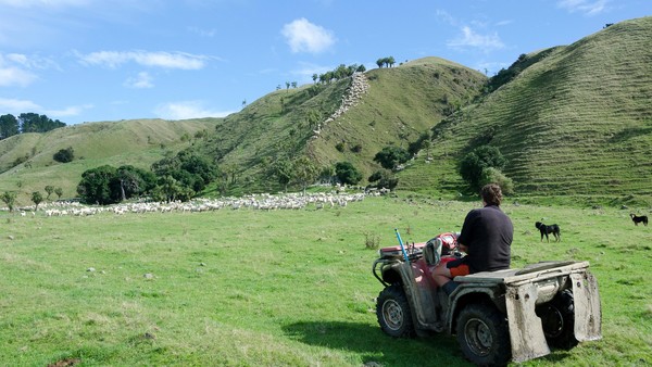 EYNR46 Shepherd on quad bike herding sheep on hillside, Glenburn, Wairarapa, North Island, New Zealand