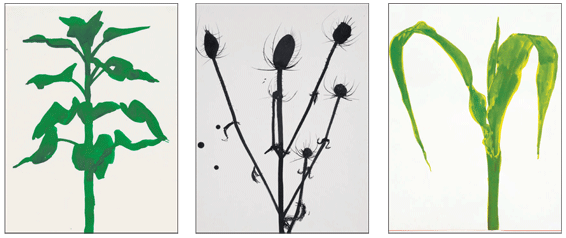 Watercolours: (from left) 'Sunflower' (1957), 'Teasel' (1949), 'Corn' (1959)