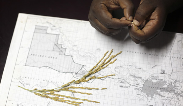 Ethiopia: the billionaire's farm