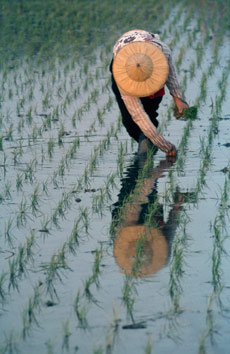 A woman plants rice seedlings in a flooded paddy field, Taiwan